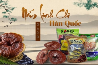 Nấm linh chi hàn quốc chính hãng