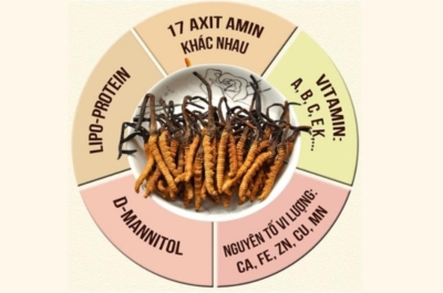 Thành phần của Đông trùng hạ thảo Tây Tạng 